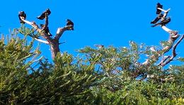 Yellow-tailed Black Cockatoos